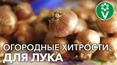 Лук батун многоярусный многолетний - YouTube