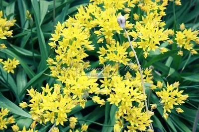 Лук декоративный (Аллиум) Моли / (Allium moly) - Аллиумы (Декоративные луки)  - купить недорого аллиум в Москве в интернет-магазине Сад вашей мечты