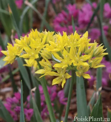 Allium Moly, также известный как жёлтый чеснок золотой чеснок и лилия лука  — вид цветущего растения рода Allium. Стоковое Изображение - изображение  насчитывающей лилия, цветок: 221286881