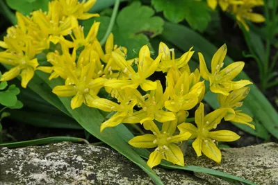 Фотографии весны - Аллиум моли или золотой лук (Allium moly) - Spikальбом