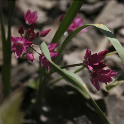 Лук моли/Золотой чеснок/Аллиум/Golden Garlic/Allium moly/Lily Leek - YouTube