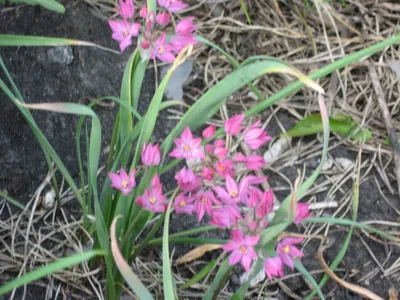 Лук декоративный (Аллиум) горолюбивый / Островского / (Allium oreophilum) -  Аллиумы (Декоративные луки) - купить недорого аллиум в Москве в  интернет-магазине Сад вашей мечты