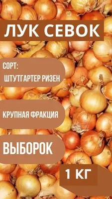 ЛУК-СЕВОК, ЧЕСНОК, КАРТОФЕЛЬ (посадочный материал) — Семена для Сибири