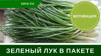 3 способа вырастить лук на перо на своем подоконнике в зимний период |  УЧЕНЫЙ АГРОНОМ | Дзен