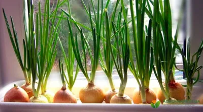 Как вырастить лук на перо и зелень дома – Agro-Market