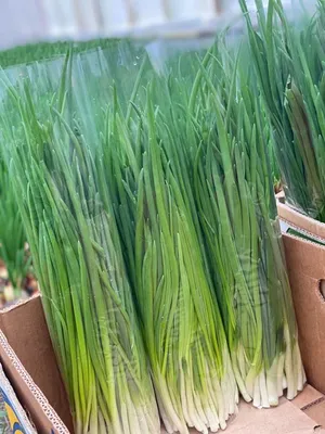 Гринпик F1 лук на перо - Lark Seeds, купить семена, цена в  интернет-магазине - Супермаркет Семян