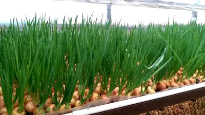 Выращивание лука на перо / Как вырастить лук на зелень - YouTube