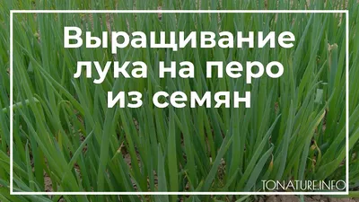 Продам лук перо, купити лук перо — Agro-Ukraine