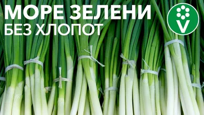 Купить семена Лук на перо Перформер 10 000 семян 670 в Волгограде c  доставкой по России - «АгроОнлайн»