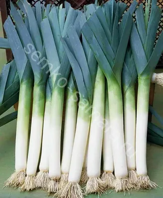 Лук - порей - Albos - 320 семена - Allium ampeloprasum L. – Garden Seeds  Market | Бесплатная доставка