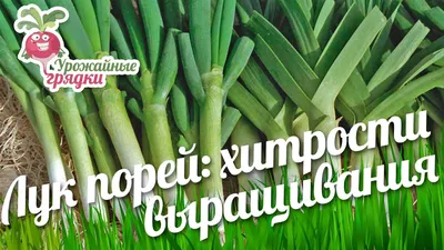 Купить семена Лук-порей Коламбус — от НПО Сады Росcии