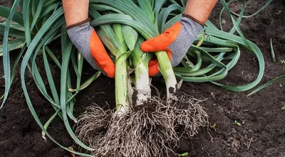 Лук-порей: выращивание на огороде из семян, уход | ivd.ru