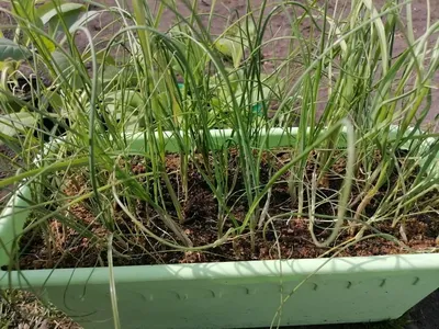 Лук-порей: когда сеять на рассаду, как выращивать без заморочек | уДачный  проект | Дзен