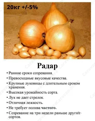 Продажа - Лук севок Радар