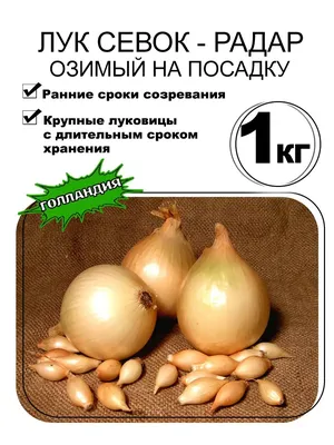 Купить лук-севок Цветы Московского Радар 500 г, цены на Мегамаркет |  Артикул: 100039736003