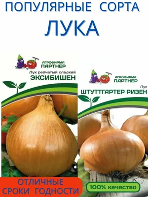 Новые сорта лука-шалота