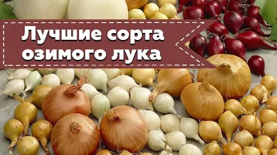 Лук репчатый Тропеана длинный (Tropeana Lunga)