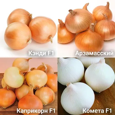 Счастье луковое