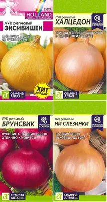 Лук - польза и вред овоща для организма человека