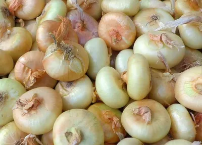 Вся соль: непростые вещи из простых продуктов. Лук