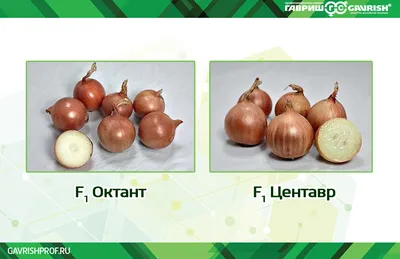 🌱Самые лучшие сорта озимого лука | Какой лук посадить под зиму |  Огородничество, Лук, Цветы