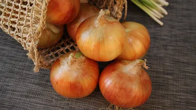 Выращивание лука Халцедон из семян - Agro-Market