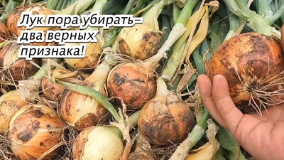 Купить семена Лук Глобо репчатый — от НПО Сады Росcии