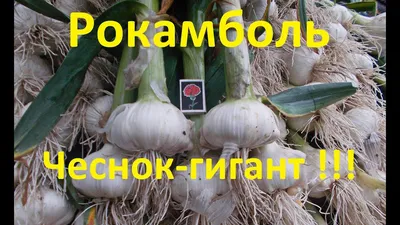 Август - продукция для дачников - 🌱Чеснок рокамболь не так известен  российским дачникам, как другие представители семейства Амариллисовых. Но  неприхотливый овощ с острым вкусом и приятным ароматом заслуживает  внимания. Посадите его на