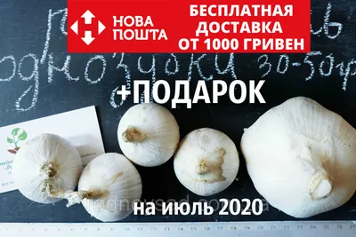 Рокамболь чеснок оригинальная крупная однозубка (130-170 грамм) — Відкритий  Ринок