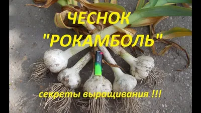 Лук Рокамболь - лук, чеснок, семена, купить, спб, причесночный лук