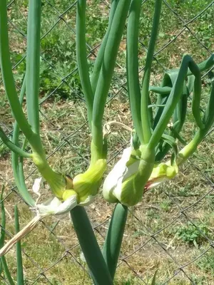 Лук-порей allium scorodoprasum или рокамболь и корейский маринованный  чеснок - это евразийский вид дикого лука. | Премиум Фото