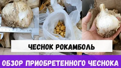 Продам причесночный лук рокамболь, слоновий чеснок - Краснодарский край —  Agro-Russia