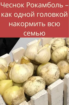 Лук чеснок посадочный озимый \"Рокамболь\" Однозубка. 400 г. - 150 грн,  купить на ИЗИ (35111897)