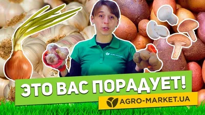 Рокамболь — как выращивать слоновый чеснок? Как отличить. Выращивание, уход  и сбор урожая. Фото — Ботаничка