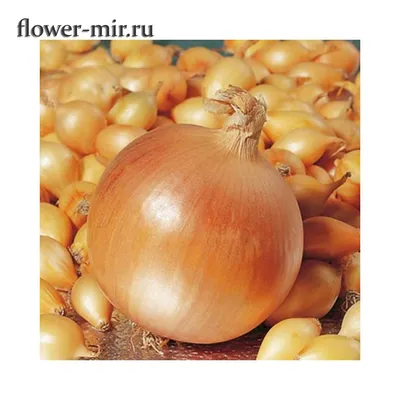 Озимый Лук севок Геркулес F1 8/21 Broer B.V. (Голландия) - 1 кг: продажа,  цена в Киеве. Семена и рассада овощных культур от \"АгроПротект - Всё для  сада и города\" - 1028543874