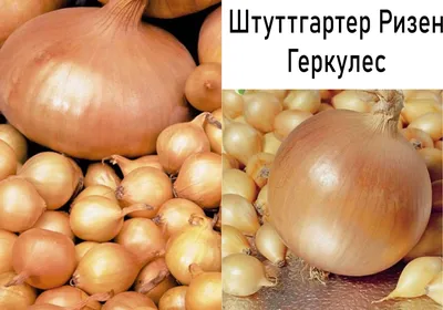 Лук-севок Геркулес 0,5 кг купить недорого в интернет-магазине товаров для  сада Бауцентр