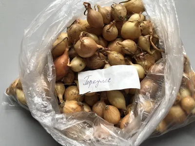 Лук севок Геркулес 900гр купить в Старом Осколе и характеристики -  SKU1366545