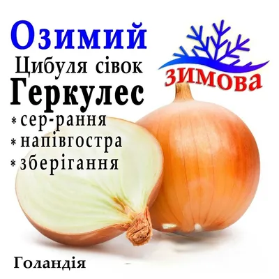 ГЕРКУЛЕС (Hercules) F1 яровой лук-севок (Нидерланды)