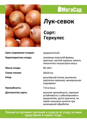 Лук севок озимый Геркулес (Hercules), Голландия, 1 кг – фото, отзывы,  характеристики в интернет-магазине ROZETKA от продавца: Cebulinka | Купить  в Украине: Киеве, Харькове, Днепре, Одессе, Запорожье, Львове
