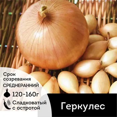 Лук севок семена купить | Интернет магазин семян овощей «Агросемфонд»