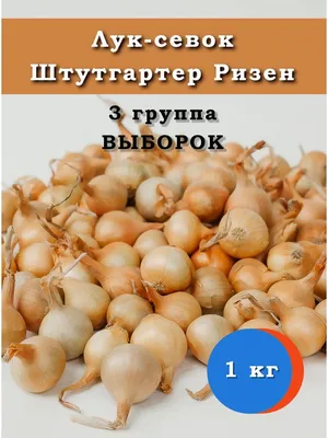 Лук севок Стурон F1 пр-во Россия купить в интернет-магазине  Интернет-магазин \"Агроном\"