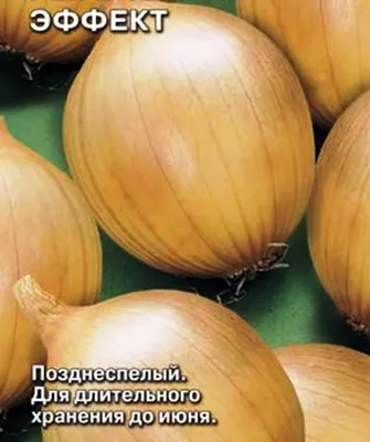 Репчатый лук: польза и вред | Elementaree