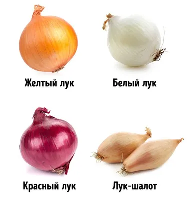 Лук-шалот: польза, вред, интересные факты, в косметологии | Cook IQ | Дзен