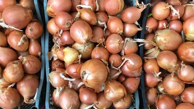 Семена Лук репчатый Эффект: описание сорта, фото - купить с доставкой или  почтой России