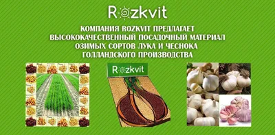 Об озимом луке. Сорт \"Шекспир\", в чем преимущества и стоит ли сажать лук  осенью? | Дача с нуля | Дзен