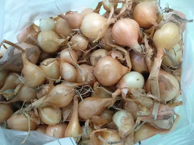 Когда и как правильно весной сажать лук в открытый грунт - Agro-Market