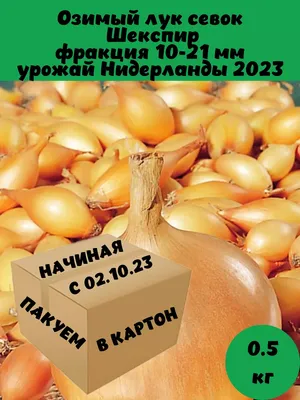 ꕤ Лук озимый Шекспир 0.5 кг • купить Лук озимый Шекспир 0.5 кг по цене от  119.99 грн. в Украине