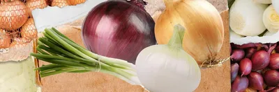 Лук севок Шекспир 10/21 0.5 кг Top Onions (ID#1471916316), цена: 94 ₴,  купить на Prom.ua