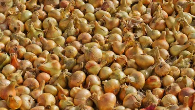 Семена лука озимого купить в Киеве: цена, отзывы, продажа | ROZETKA