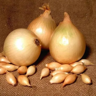 Лук севок Сеншуй (10-21 мм) семна лука сеянца TOP Onion Sets купить с  доставкой по Украине